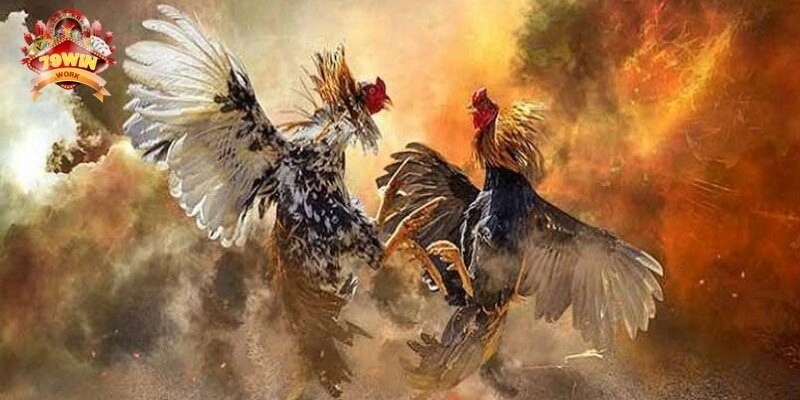 Đôi nét về sảnh đá gà 79win